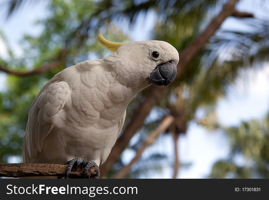 White parrot on the tree. White parrot on the tree