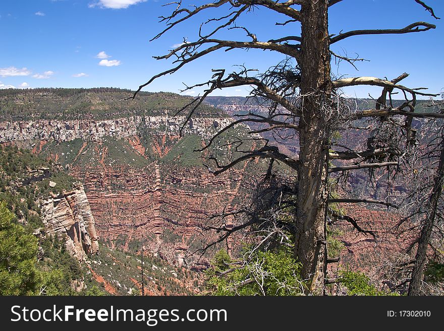 Dead tree with sweeping views of the north rim of the Grand Canyon in the background, Bright Angel Area. Dead tree with sweeping views of the north rim of the Grand Canyon in the background, Bright Angel Area