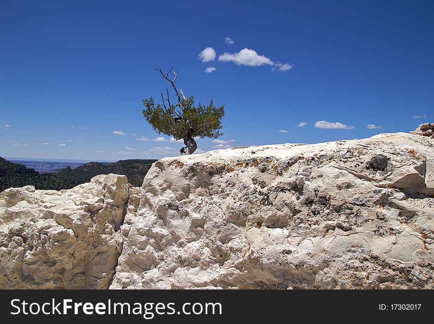 Solitary tree, Bright Angel Point, Grand Canyon, North Rim. Solitary tree, Bright Angel Point, Grand Canyon, North Rim