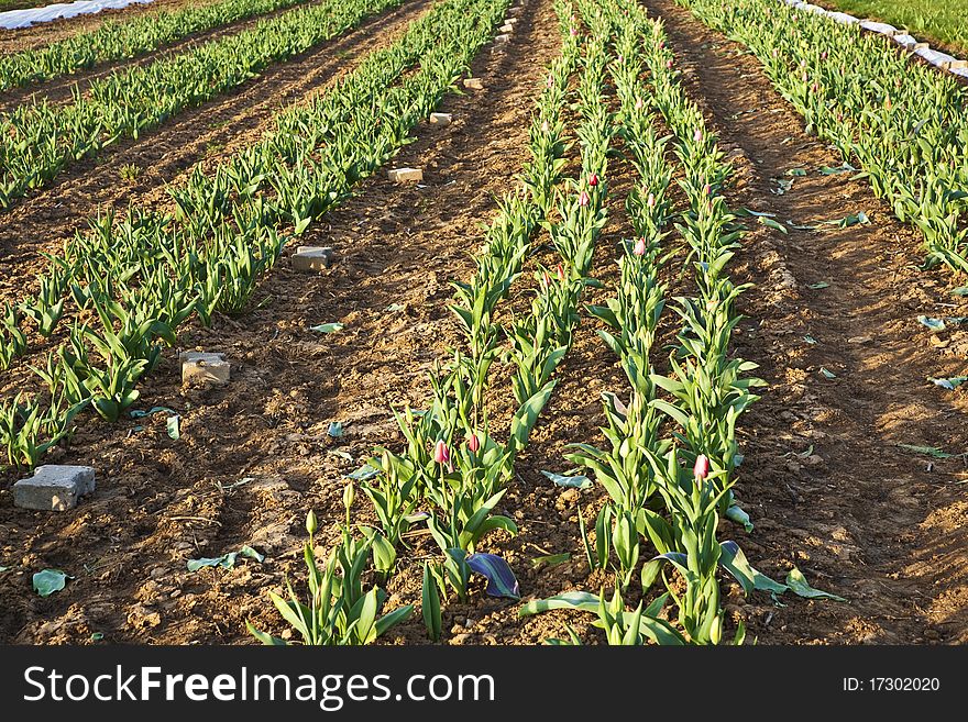 Tulips in freshly plowed field. Tulips in freshly plowed field