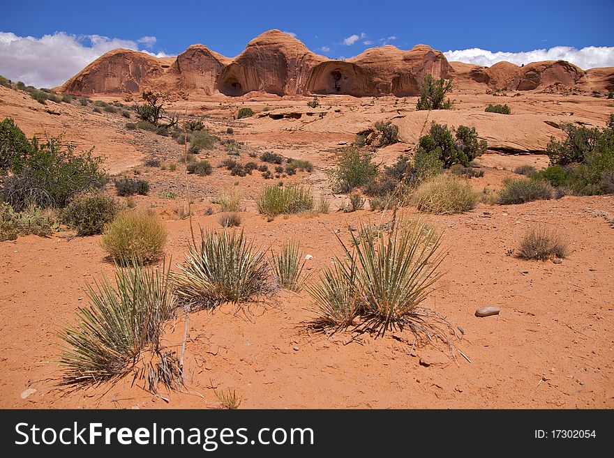 Desert vegetation, Corona Arch Trail, Moab, just outside Arches National Park