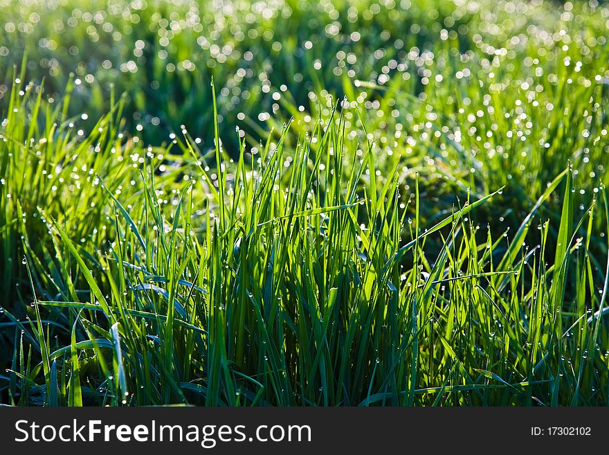 Grass in the morning with dew