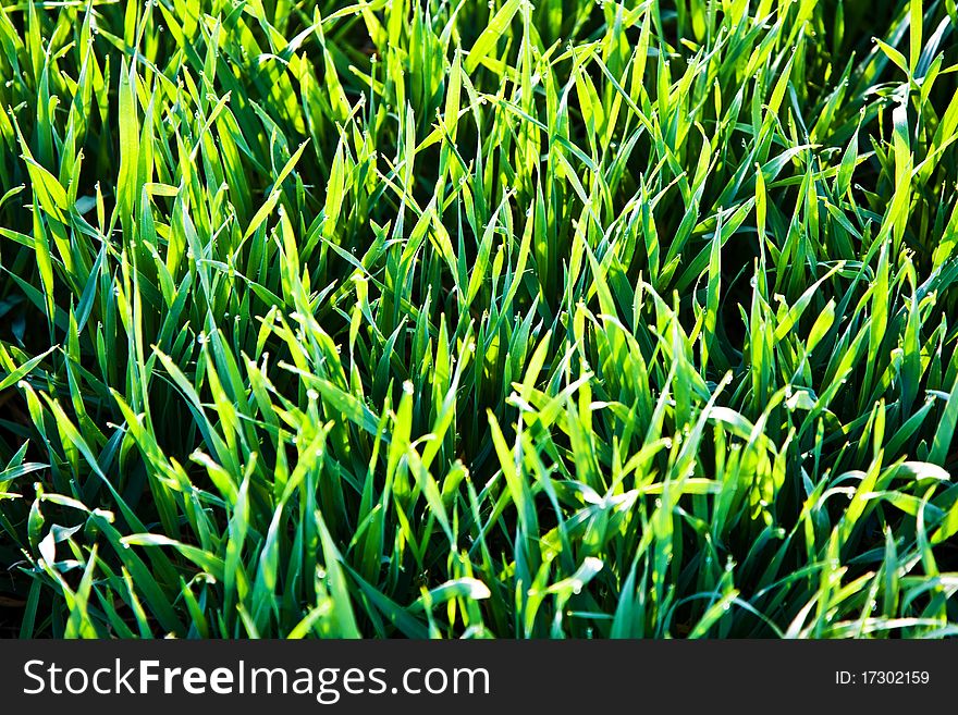 Grass In The Morning With Dew