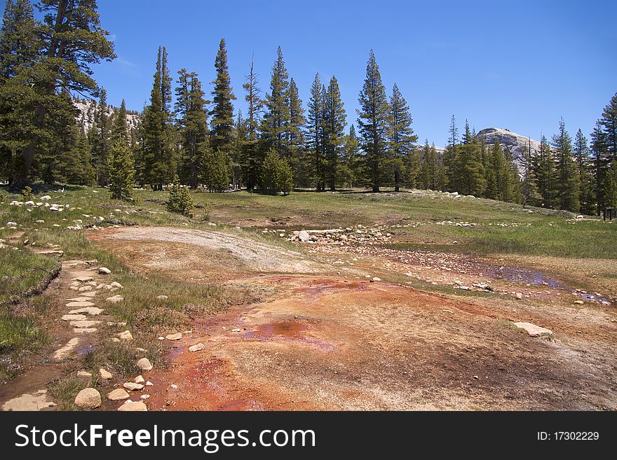 Pine trees at Soda Springs, where naturally carbonated cold water bubbles out of the ground, Yosemite National Park, CA. Pine trees at Soda Springs, where naturally carbonated cold water bubbles out of the ground, Yosemite National Park, CA