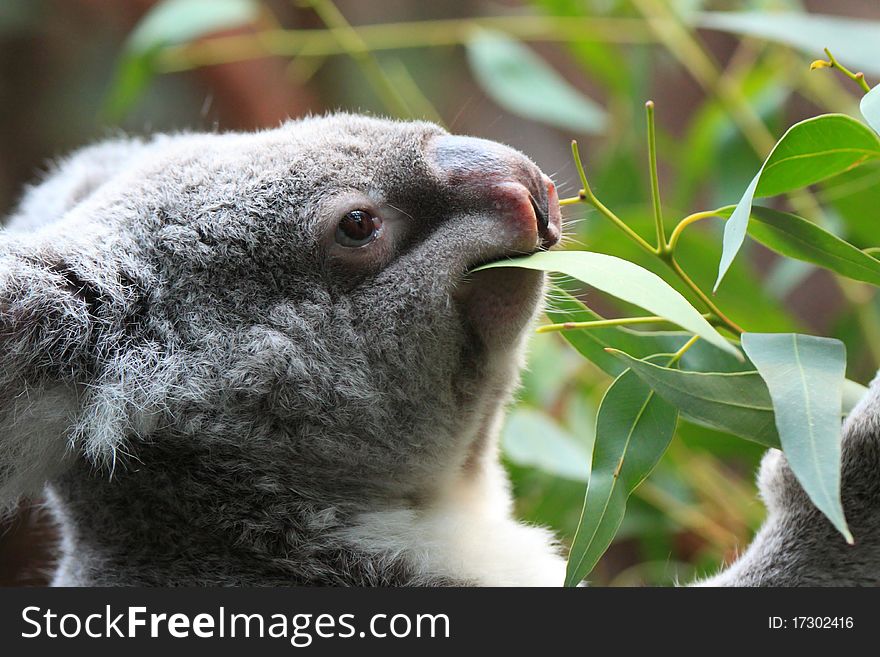 The koala is small gentle beertje