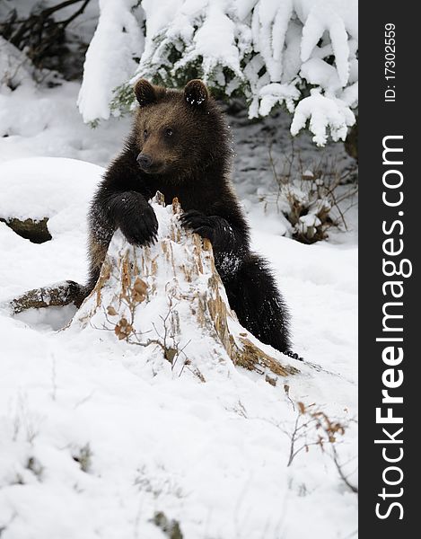 Little Brown Bear in Winter Landscape