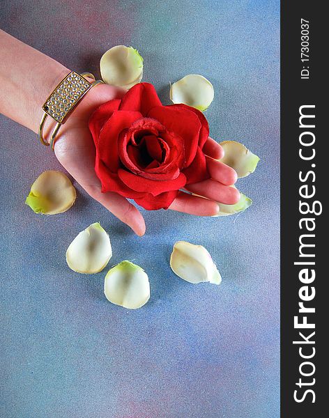 Spa concept with hand of a woman holding red rose with white petals around. Spa concept with hand of a woman holding red rose with white petals around.