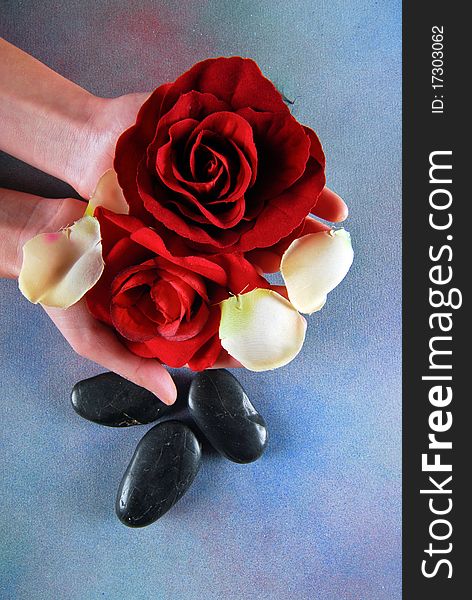 Spa concept with hands of a woman holding red rose with white petals around and spa stones. Spa concept with hands of a woman holding red rose with white petals around and spa stones.
