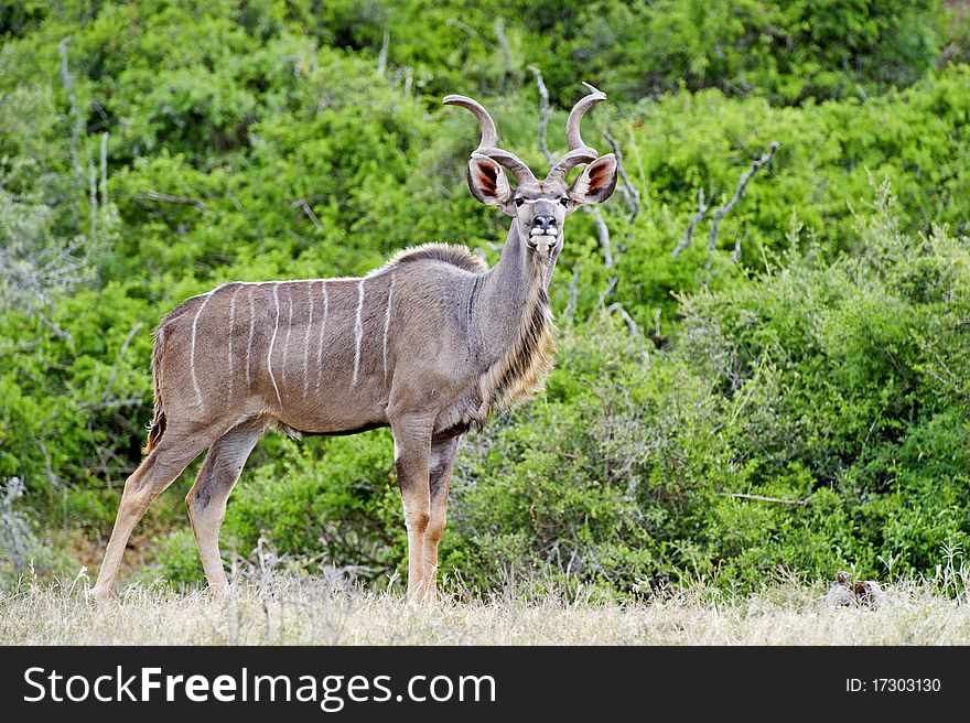 A magnificent Kudu Bull is wary of the photographer. A magnificent Kudu Bull is wary of the photographer