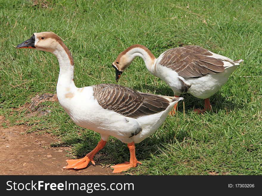 Cambodian Ansers are from geese and duck family