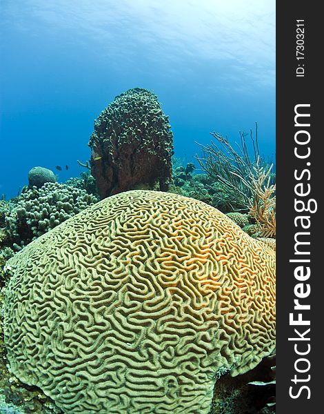Large Crain coral off the coast of Roatan Honduras. Large Crain coral off the coast of Roatan Honduras
