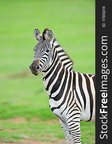 A zebra stallionis fully alert. A zebra stallionis fully alert