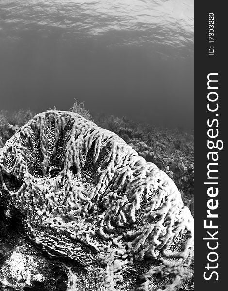 Black and white shot of inside of Barrel sponge. Black and white shot of inside of Barrel sponge