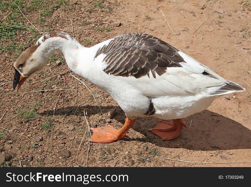 Cambodian Ansers are from geese and duck family