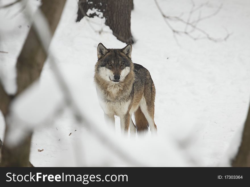 The gazing eurasian wolf (Canis lupus lupus) on snow in the forest. The gazing eurasian wolf (Canis lupus lupus) on snow in the forest.