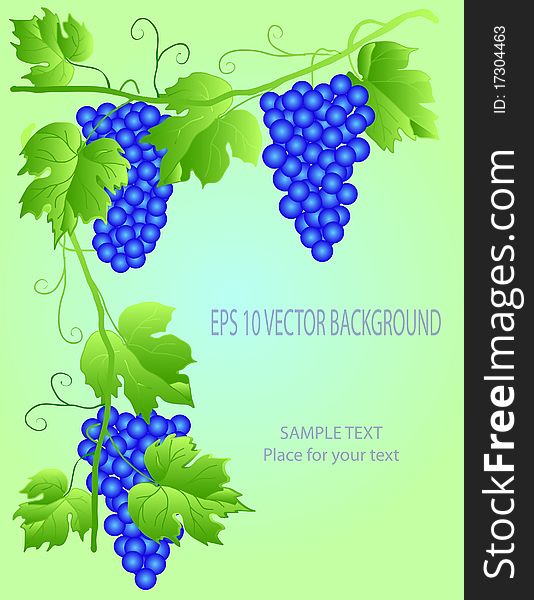 EPS 10 Grapevine with space for your text. EPS 10 Grapevine with space for your text