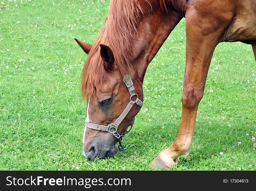 Horse grazing in grass field