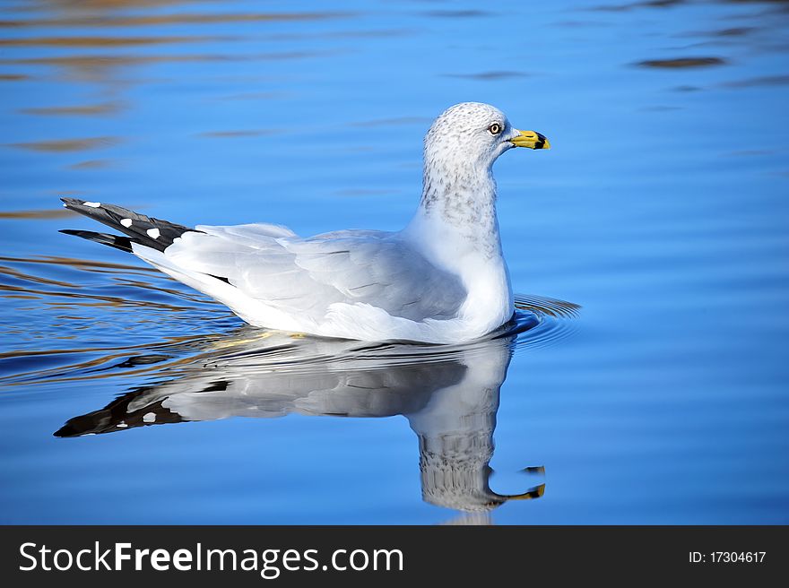 Yellow billed seagull swimming in water