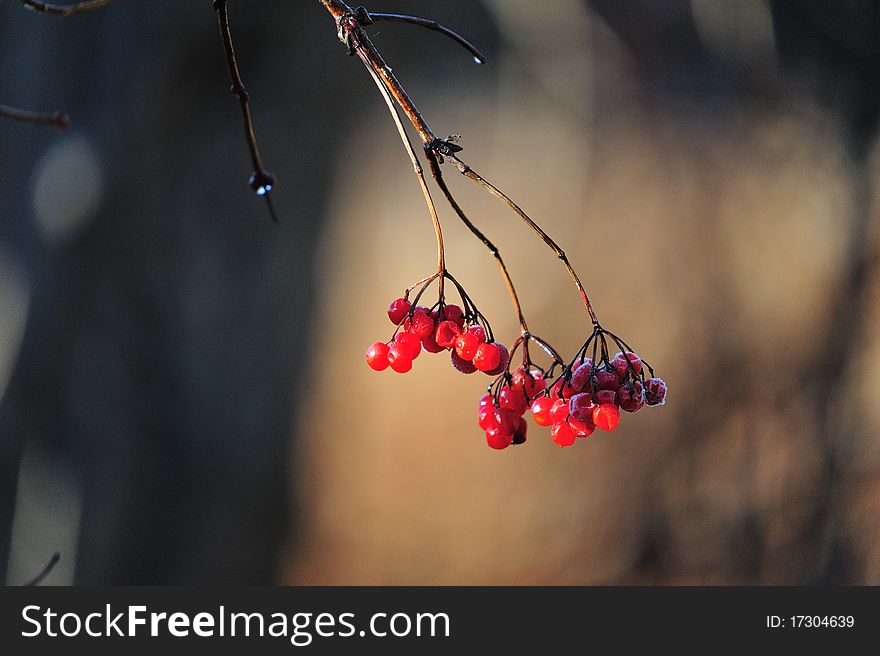 Red berries hanging on a tree branch