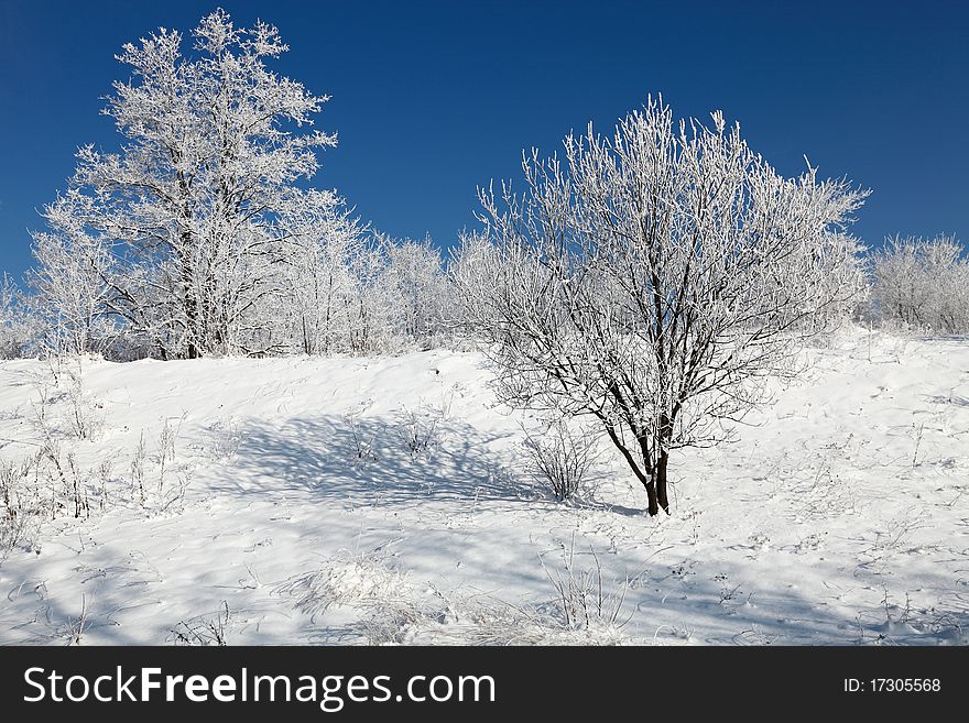 Frozen trees on a winters day. Frozen trees on a winters day