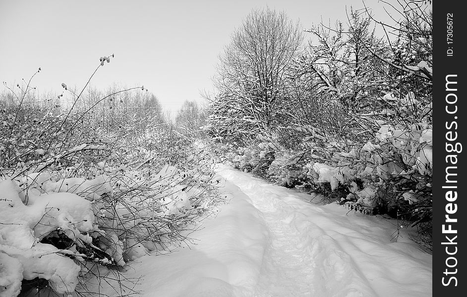 Trees covered in frost by a frozen track. Trees covered in frost by a frozen track