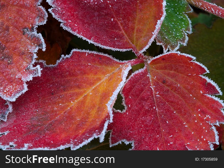 An early autumn frost lightly sugars red and green strawberry leaves. An early autumn frost lightly sugars red and green strawberry leaves