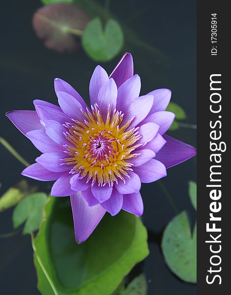 Purple water lily on the pond