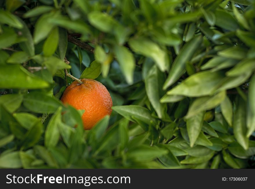 Single orange between the tree foliage. Single orange between the tree foliage