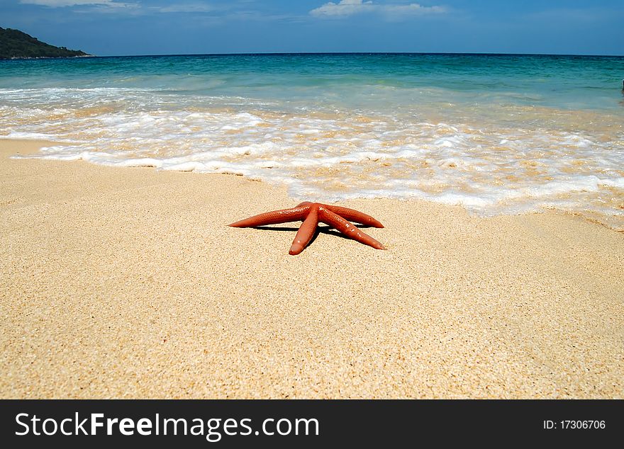 Starfish on a sandy beach of Kata Noi, Thailand