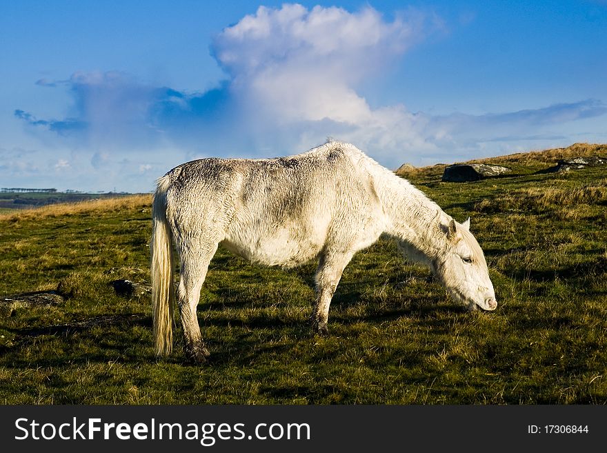 Bodmin Moor is famous for it ponies that live wild up on the Moor in Cornwall. Bodmin Moor is famous for it ponies that live wild up on the Moor in Cornwall