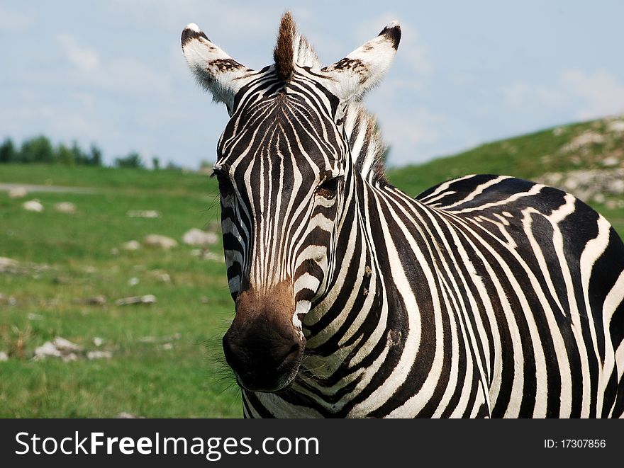 Zebra on the African safari