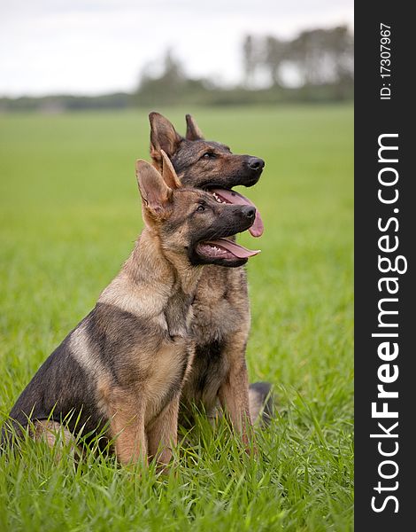 Two young German Shepherds on a green grass of a summer field. Two young German Shepherds on a green grass of a summer field