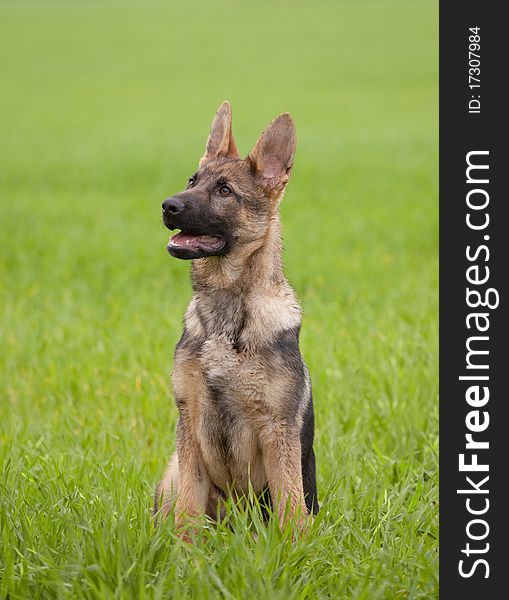 Young puppy of a German Shepherd sitting on green grass. Young puppy of a German Shepherd sitting on green grass