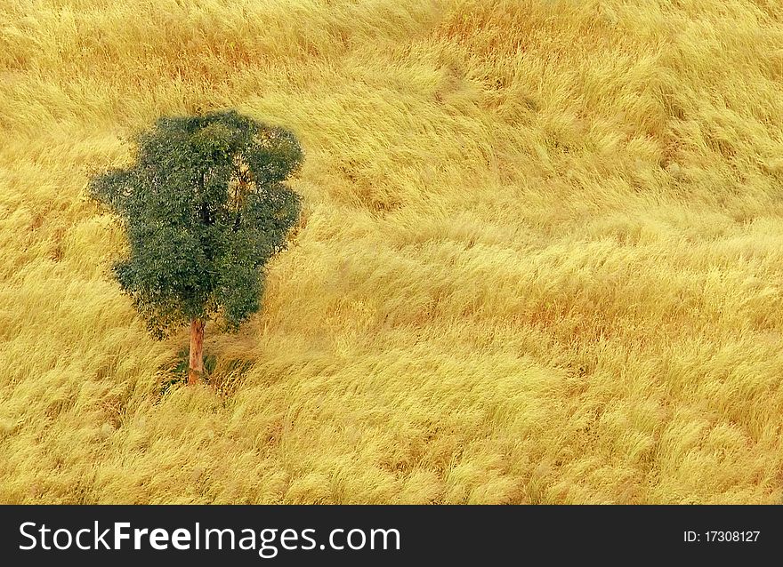 Golden color fields and meadows with tree