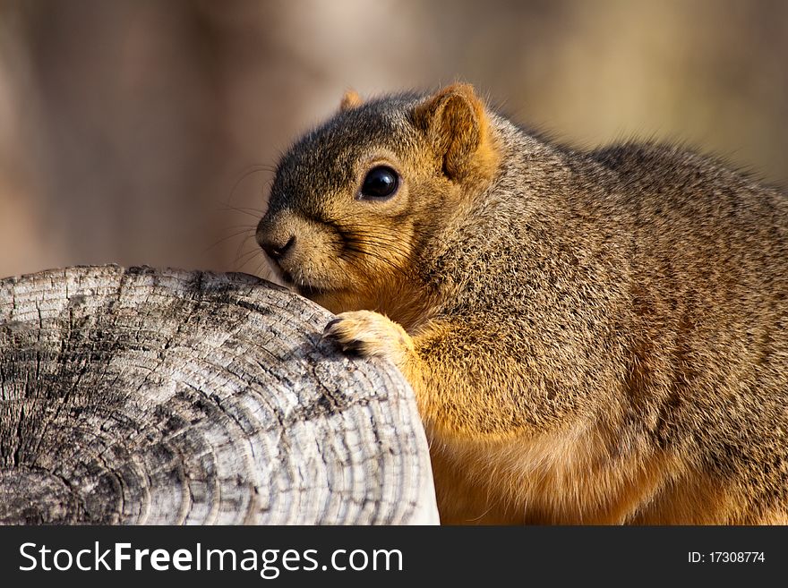 Squirrel On A Fence.