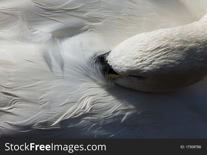 Closeup of a white swan that is sleeping with his bill buried in the feathers on his back. This was taken at the Oklahoma City zoo. Closeup of a white swan that is sleeping with his bill buried in the feathers on his back. This was taken at the Oklahoma City zoo.