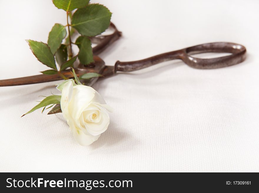 Old scissors and white rose on the jute. Old scissors and white rose on the jute