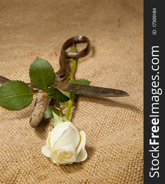 Old scissors and white rose on the jute. Old scissors and white rose on the jute