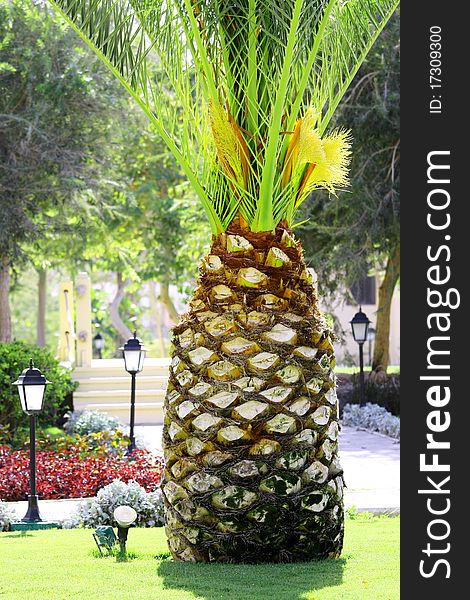 Palm Tree like big pineapple in tropical garden