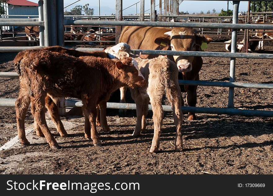 Brown-white Cows And Calves .