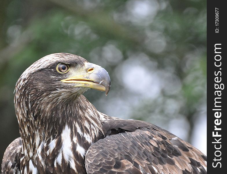 Brown Eagle from a zoo in denmark