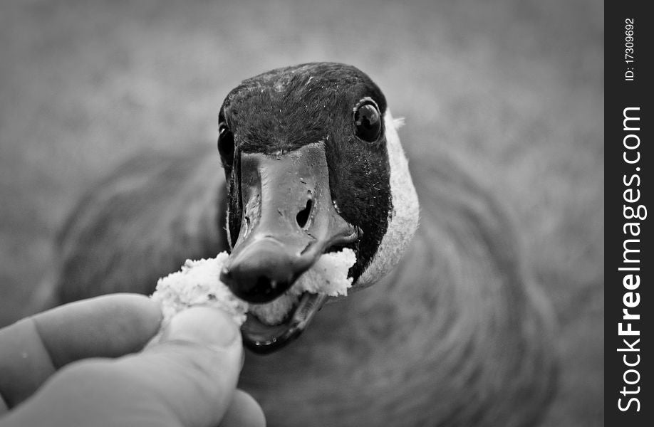 Hungry duck eating some bread