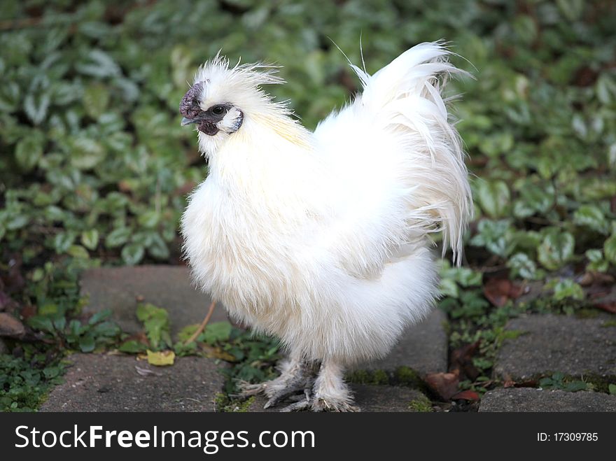 Closeup of a fluffy white feathered chicken outdoors. Closeup of a fluffy white feathered chicken outdoors.