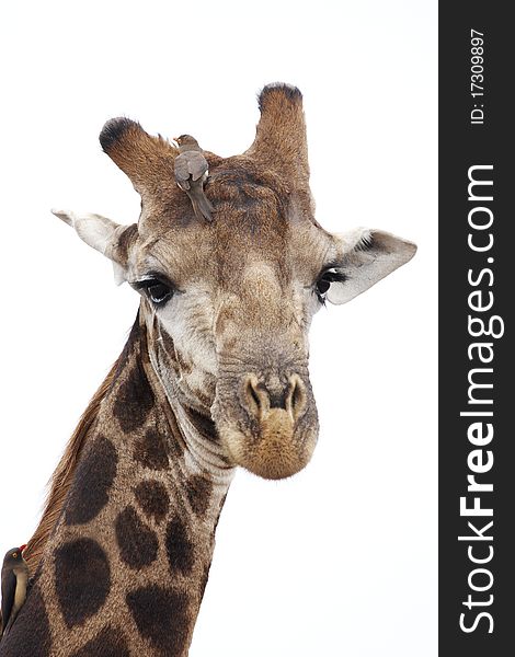 A giraffe with oxpeckers on it's head and neck, isolated. A giraffe with oxpeckers on it's head and neck, isolated.