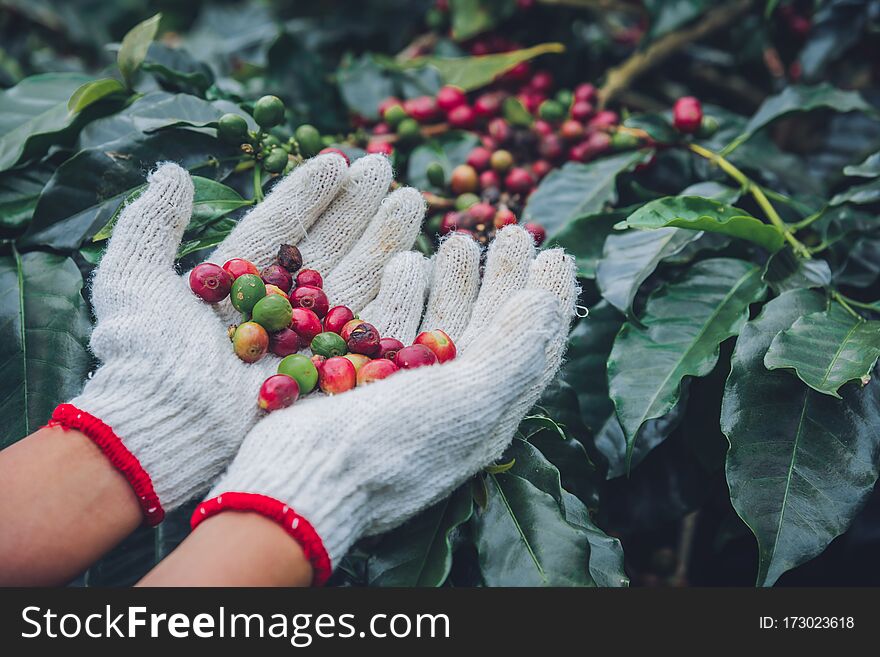 Coffee Tree With Coffee Beans On Coffee Plantation,How To Harvest Coffee Beans. Worker Harvest Arabica Coffee Beans