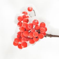 Rowan In Snow Royalty Free Stock Photo Rowan In Snow Royalty Free Stock Photo