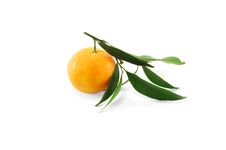 Tangerine Stock Photography Tangerine Stock Photography
