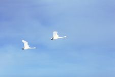 Flying Swans Stock Images