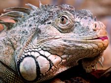 Iguana Royalty Free Stock Photos