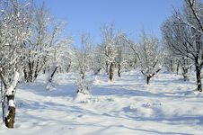 Trees In Winter Stock Image Trees In Winter Stock Image